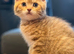 British shorthair kittens