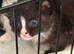 7week old male kitten