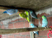 Lovebirds cocktails parrotlets