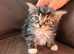 Fluffy kittens for sale