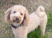 Labradoodle puppies (2 females left)