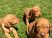 READY TO LEAVE NOW Female Hungarian Vizsla puppies