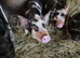 Kune kune piglets