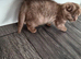 3 Scottish fold females