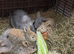 Male Mini Lop bunny rabbit for sale