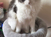 Persian Rgadoll Cat 1yr old