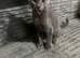 Stunning Grey & Grey-White Kittens Raised in a Loving Family Home