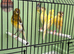 Very good quality this year canary&rsquo;s available
