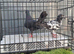 3 racing Pigeons