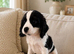 ** RARE COLOURED DNA CLEAR CAVAPOO PUPPIES **