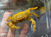 1x Banana Crab