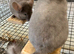 Beautiful pair of 3 month old, Tan brothers. £120 each