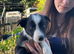 2 male gorgeous collie puppies