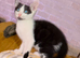 Domestic shorthair x ragdoll kittens
