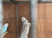 Baby budgies for sale