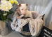 STUNNING ENGLISH BULL TERRIER PUPPIES – READY FOR LOVING HOMES
