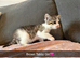 Silver Tabby Girl & Brown & White Tabby Girl
