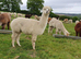 A trio of pretty, easy to handle, female alpacas