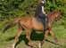 Talented  14.3 mare