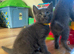 8 left beautifull kittens ️ looking forever homes