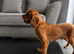 Cavalier King Charles puppies (extensively health tested)