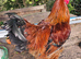 Cockerel 1 year old