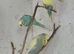 Primary school with a budgie aviary