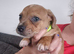 Jack Russell pups