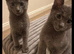 Stunning Grey & Grey-White Kittens Raised in a Loving Family Home