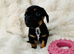 miniature dachshunds+French bulldog