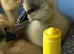 Chinese Goslings hatched 23/5/26