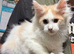 Last Maine Coon Boy Kittens. Ready Now