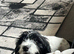 6 month old Cockapoo for sale