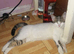 Loving female kitten