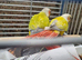 Proven pair mutatation conure