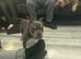 Female pocket bully