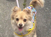 Pomchi