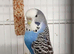 Adult female budgie