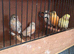 Canaries