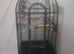 Alexandra parrot 6months old male including open top Liberta cage with bawls and accessories fully hand tamed £650 Liberta open-top parrot cages avail