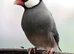 Java sparrows