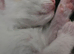 5 beautiful, friendly Ragdoll cross kittens