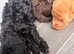 Cockapoo 1 brown boy 2 black girls ready to leave 16th September
