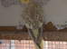 2 beautiful Cockatiels looking for new home.