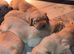 KC Fox Red Labradors