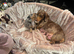 Miniature Dachshund
