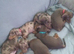 Miniature dachshund