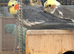 Baby Cockatiels for Sale