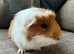 Lovely little boy,with cage, around 15 months old, recently lost his companion