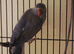 Proven pair of ringnecks